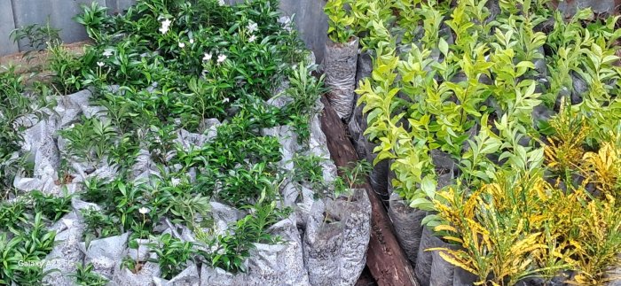 Wujudkan Madrasah ASRI, MTsN 7 Bungo Galakkan Pembibitan Tanaman untuk Penghijauan Berkelanjutan