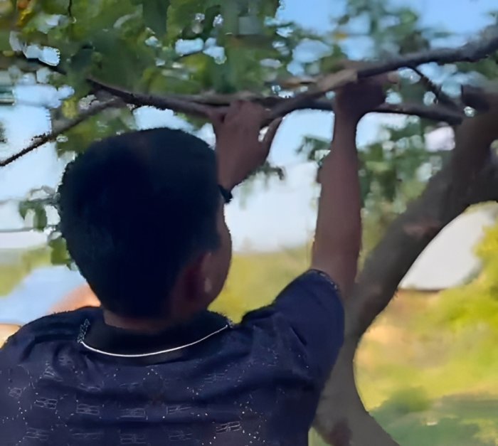 Siswa MTsN 7 Bungo Gelar Praktikum Perkembangbiakan Tumbuhan dengan Teknik Mencangkok