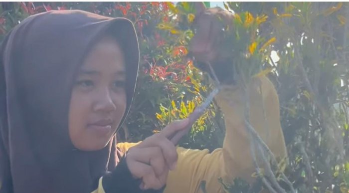 Siswa Kelas IX A MTsN 7 Bungo Laksanakan Praktik IPA dengan Materi Menyambung Tanaman