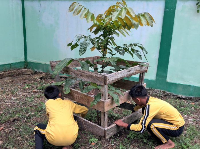 MTsN 7 Bungo Tanamkan Kepedulian Lingkungan Melalui Perawatan Pohon Matoa